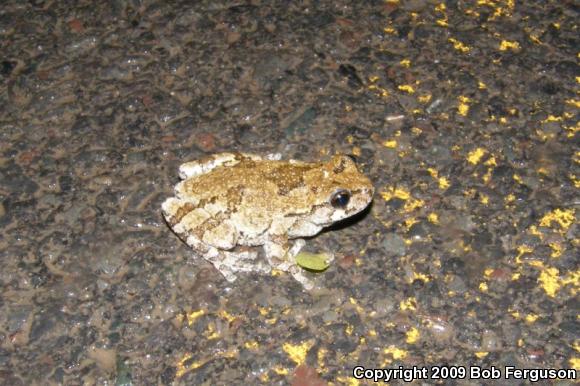 Gray Treefrog (Hyla versicolor)