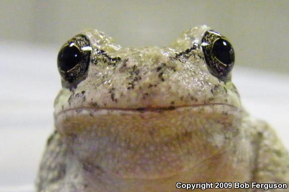 Gray Treefrog (Hyla versicolor)