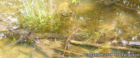 Northern Green Frog (Lithobates clamitans melanota)