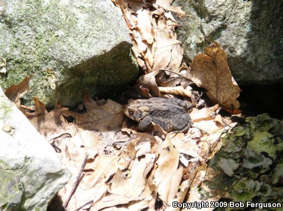 Eastern American Toad (Anaxyrus americanus americanus)