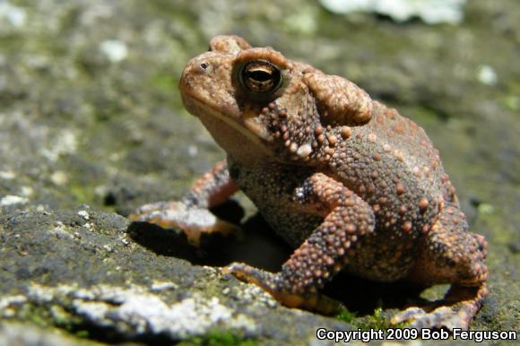 Eastern American Toad (Anaxyrus americanus americanus)