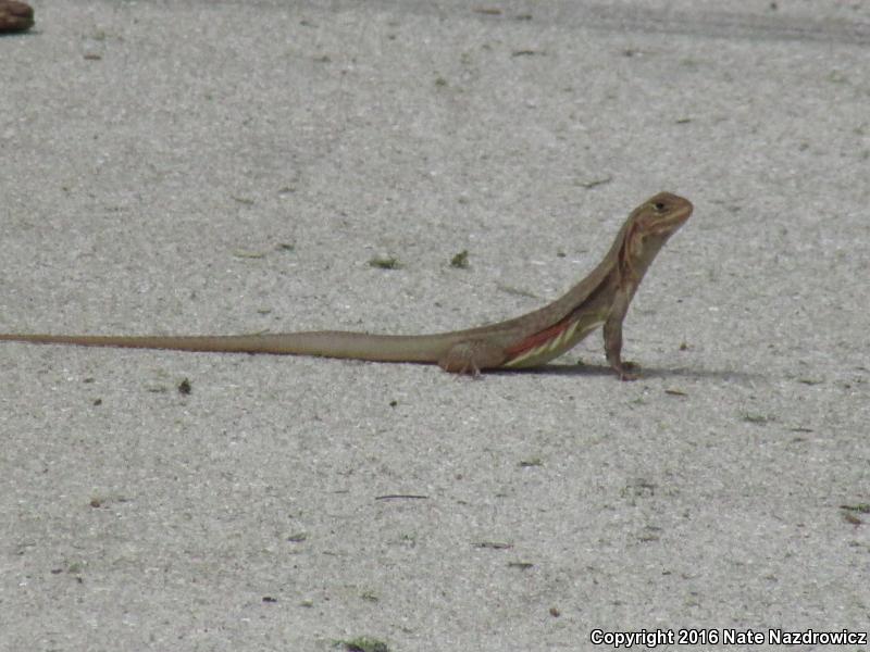 Butterfly Lizard (Leiolepis belliana)