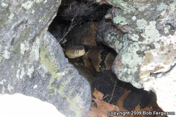 Timber Rattlesnake (Crotalus horridus)