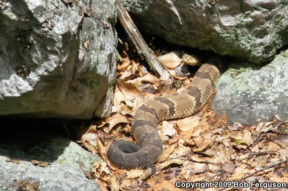 Timber Rattlesnake (Crotalus horridus)