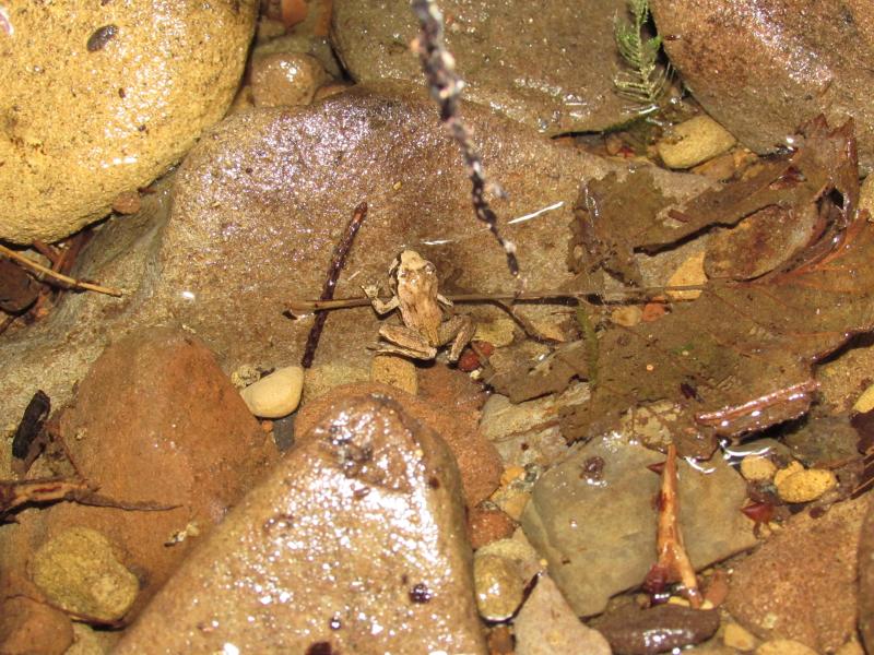 Western Tailed Frog (Ascaphus truei)