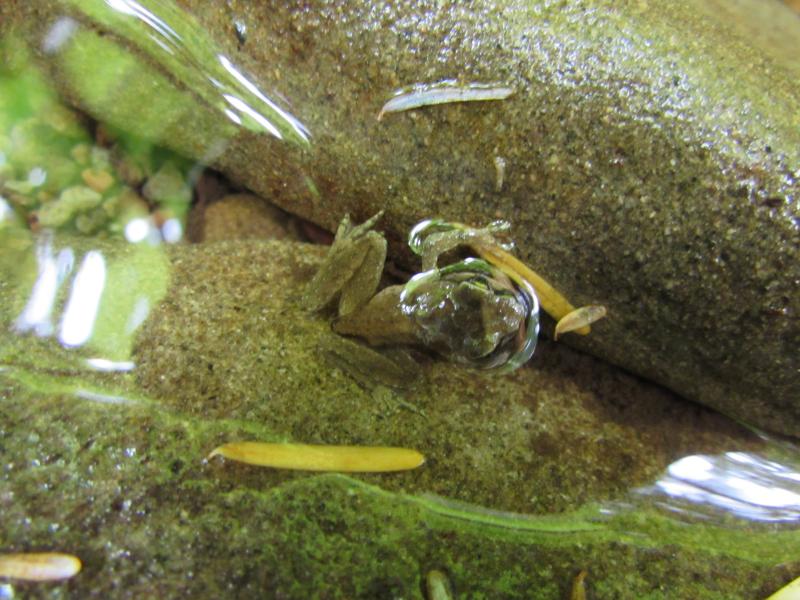 Western Tailed Frog (Ascaphus truei)