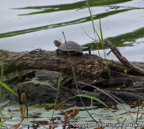 Red-eared Slider (Trachemys scripta elegans)