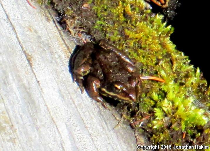 Cascades Frog (Rana cascadae)