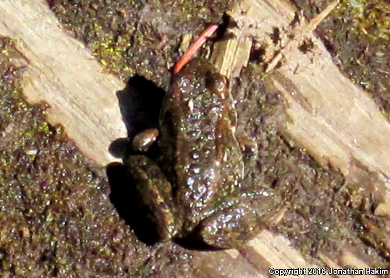 Cascades Frog (Rana cascadae)