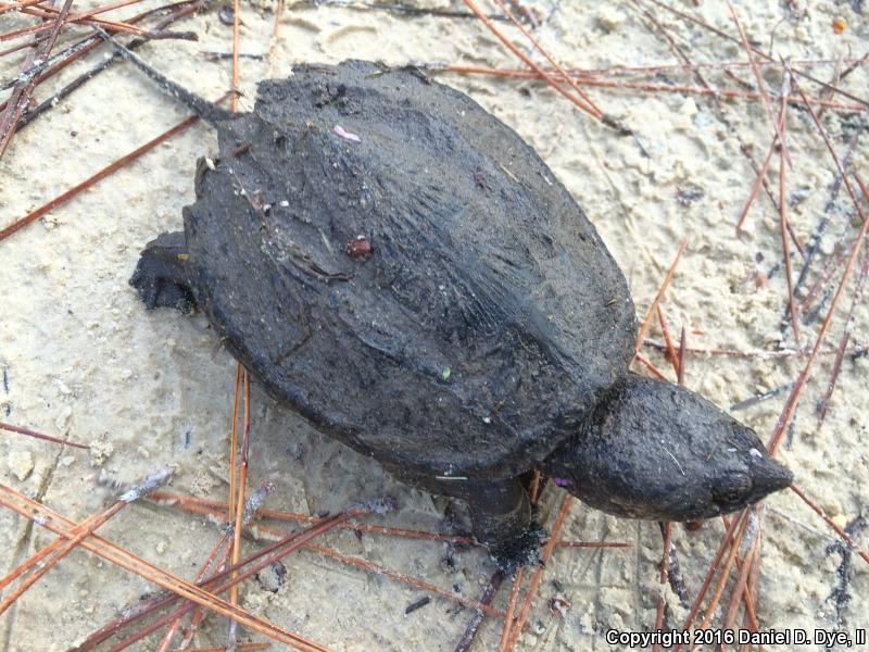 Florida Snapping Turtle (Chelydra serpentina osceola)