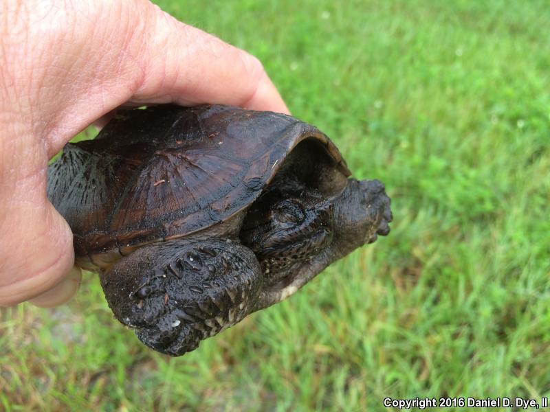 Florida Snapping Turtle (Chelydra serpentina osceola)