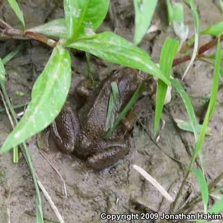 Northern Green Frog (Lithobates clamitans melanota)