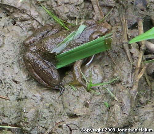 Northern Green Frog (Lithobates clamitans melanota)