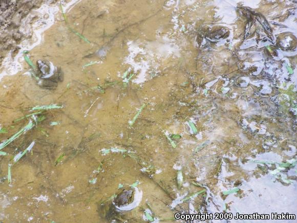 Northern Green Frog (Lithobates clamitans melanota)