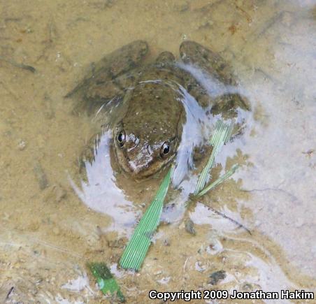 Northern Green Frog (Lithobates clamitans melanota)