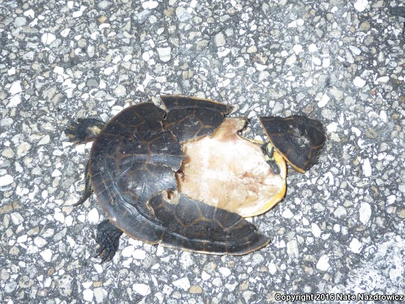 Florida Chicken Turtle (Deirochelys reticularia chrysea)