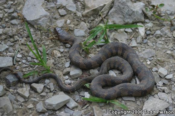 Midland Watersnake (Nerodia sipedon pleuralis)