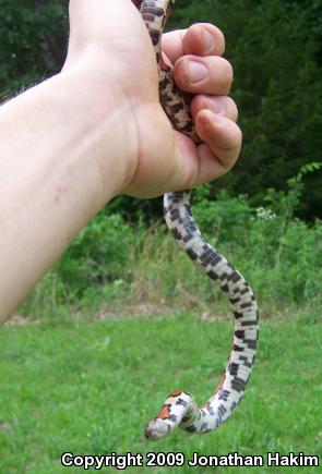 Red Milksnake (Lampropeltis triangulum syspila)