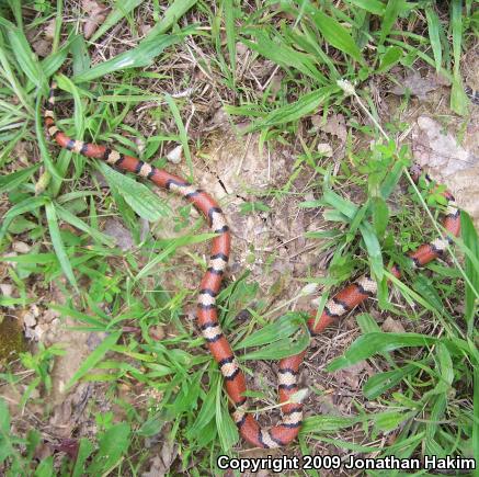 Red Milksnake (Lampropeltis triangulum syspila)