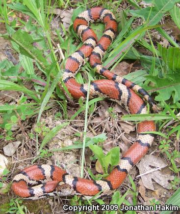 Red Milksnake (Lampropeltis triangulum syspila)