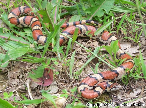 Red Milksnake (Lampropeltis triangulum syspila)