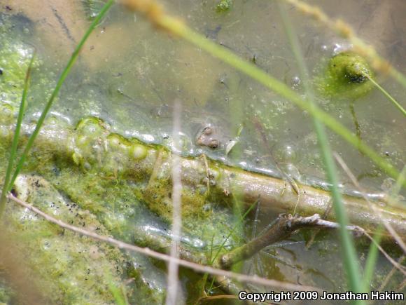 Blanchard's Cricket Frog (Acris crepitans blanchardi)