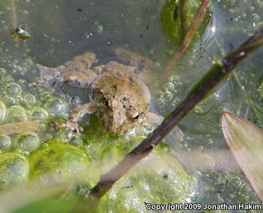 Blanchard's Cricket Frog (Acris crepitans blanchardi)