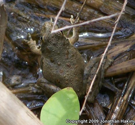 Blanchard's Cricket Frog (Acris crepitans blanchardi)