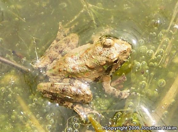 Blanchard's Cricket Frog (Acris crepitans blanchardi)