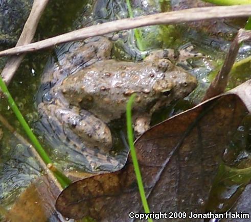 Blanchard's Cricket Frog (Acris crepitans blanchardi)