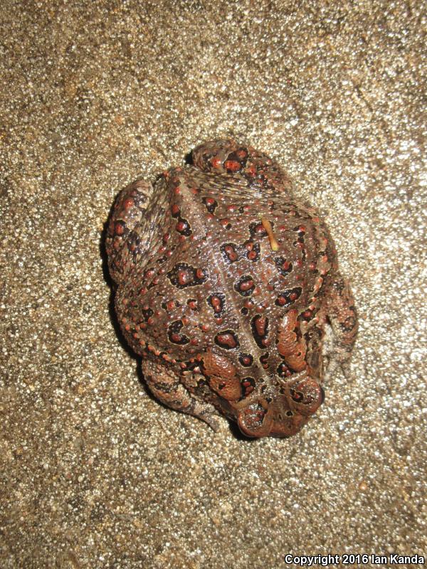 Dwarf American Toad (Anaxyrus americanus charlesmithi)