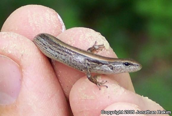 Little Brown Skink (Scincella lateralis)