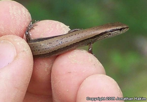 Little Brown Skink (Scincella lateralis)