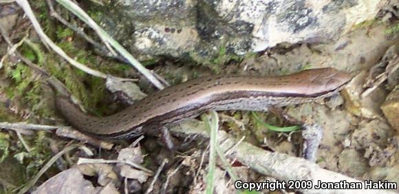 Little Brown Skink (Scincella lateralis)