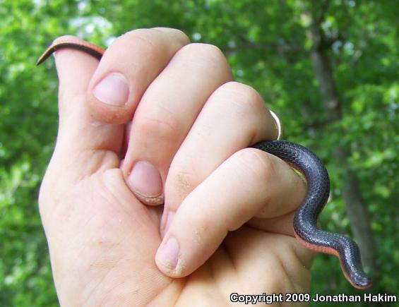 Western Wormsnake (Carphophis vermis)