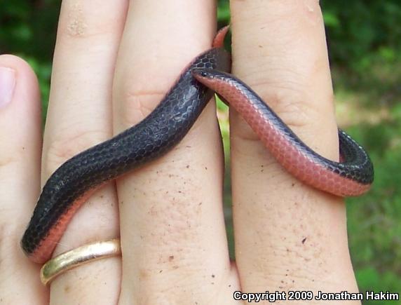 Western Wormsnake (Carphophis vermis)