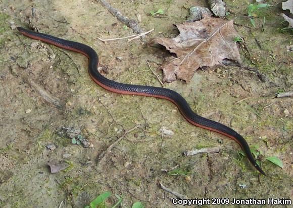 Western Wormsnake (Carphophis vermis)