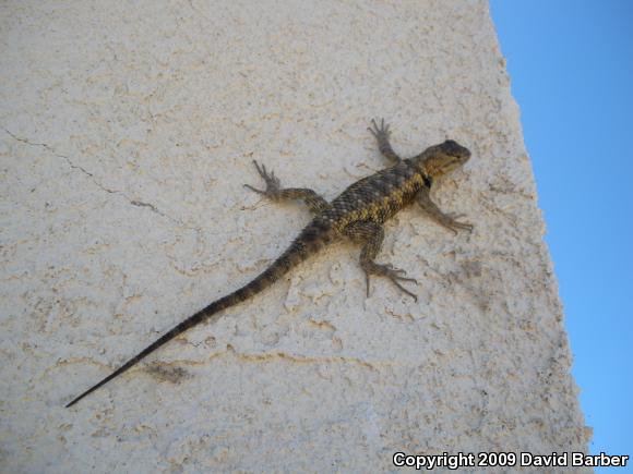 Yellow-backed Spiny Lizard (Sceloporus uniformis)