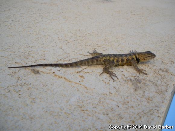 Yellow-backed Spiny Lizard (Sceloporus uniformis)