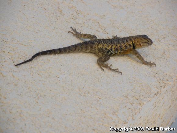 Yellow-backed Spiny Lizard (Sceloporus uniformis)