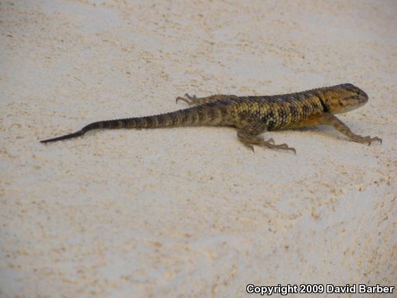 Yellow-backed Spiny Lizard (Sceloporus uniformis)