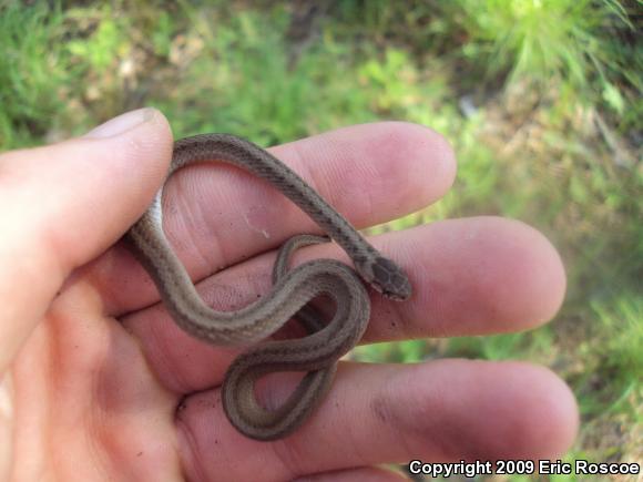 Dekay's Brownsnake (Storeria dekayi)