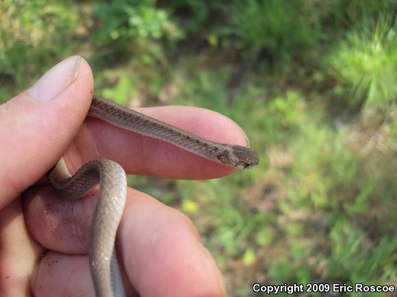 Dekay's Brownsnake (Storeria dekayi)