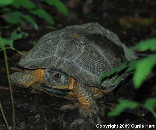 Wood Turtle (Glyptemys insculpta)