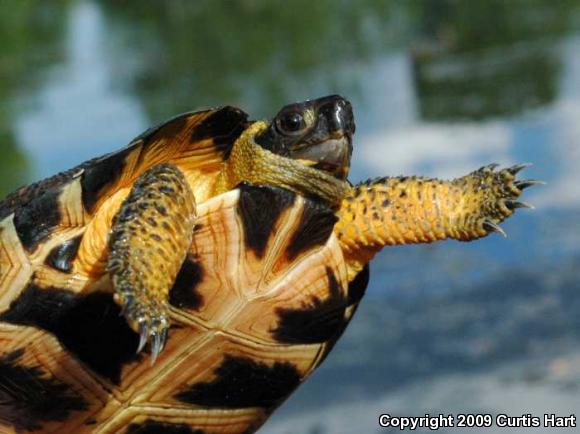 Wood Turtle (Glyptemys insculpta)