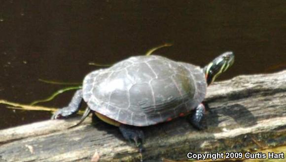 Midland Painted Turtle (Chrysemys picta marginata)