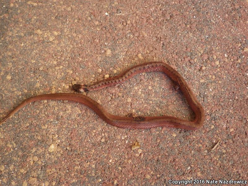 Florida Brownsnake (Storeria victa)