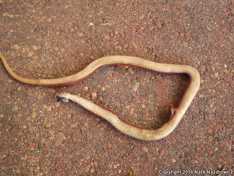 Florida Brownsnake (Storeria victa)