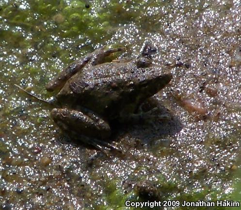 Blanchard's Cricket Frog (Acris crepitans blanchardi)