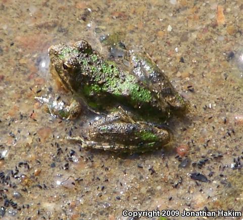 Blanchard's Cricket Frog (Acris crepitans blanchardi)